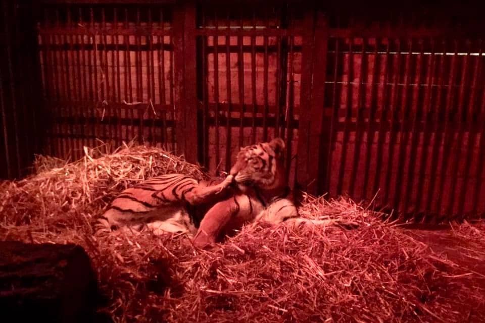 Tsezar in the heated box to keep him warm