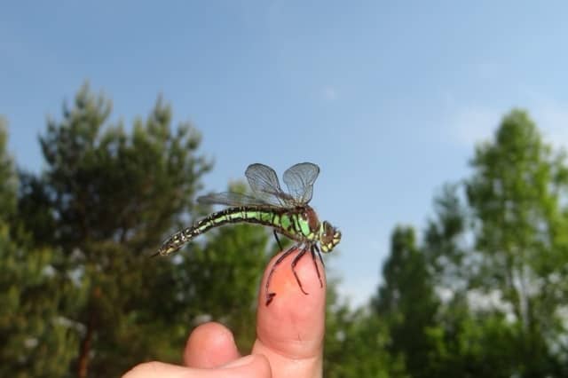 Insects in Chornobyl reserve