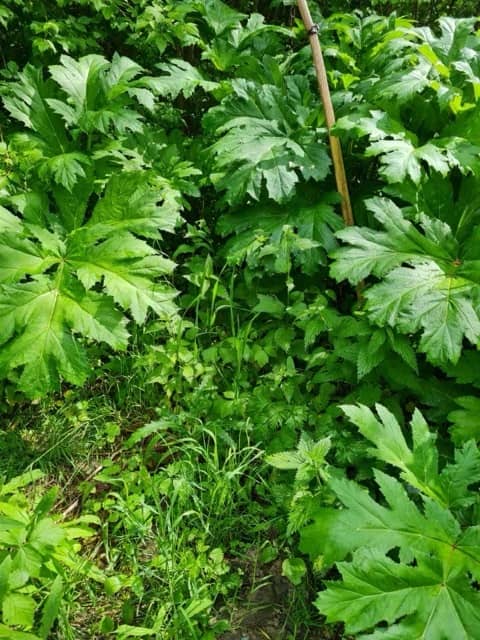 Invasive plants in Chornobyl reserve
