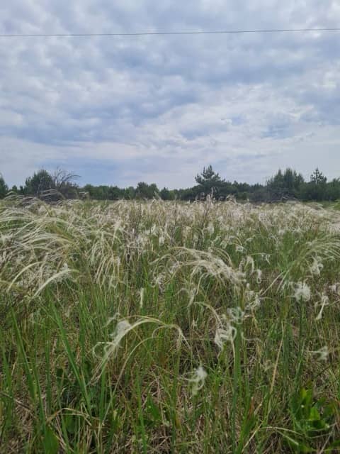 Vegetation in Chornobyl reserve