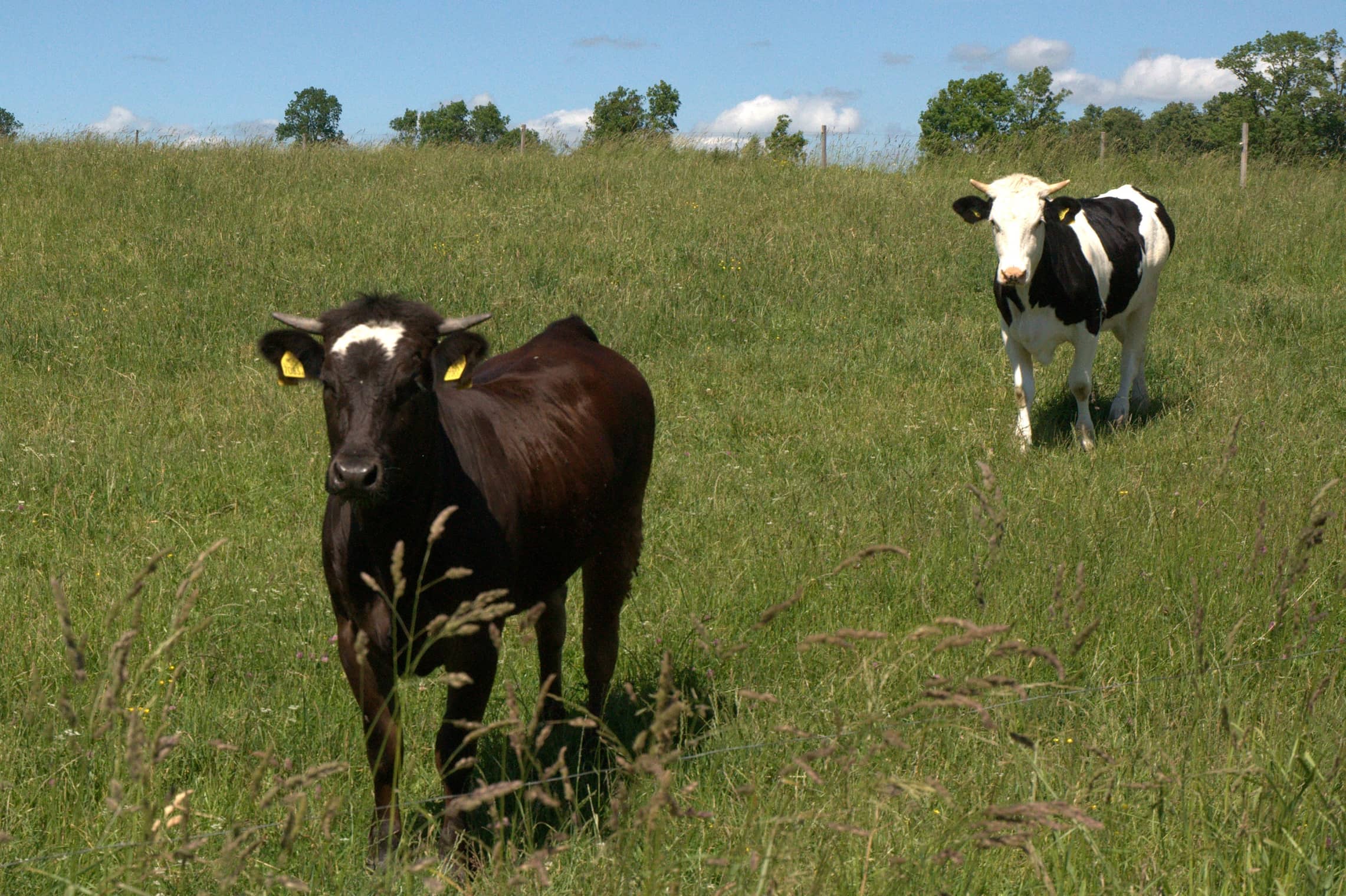 melkkoeien op de weide