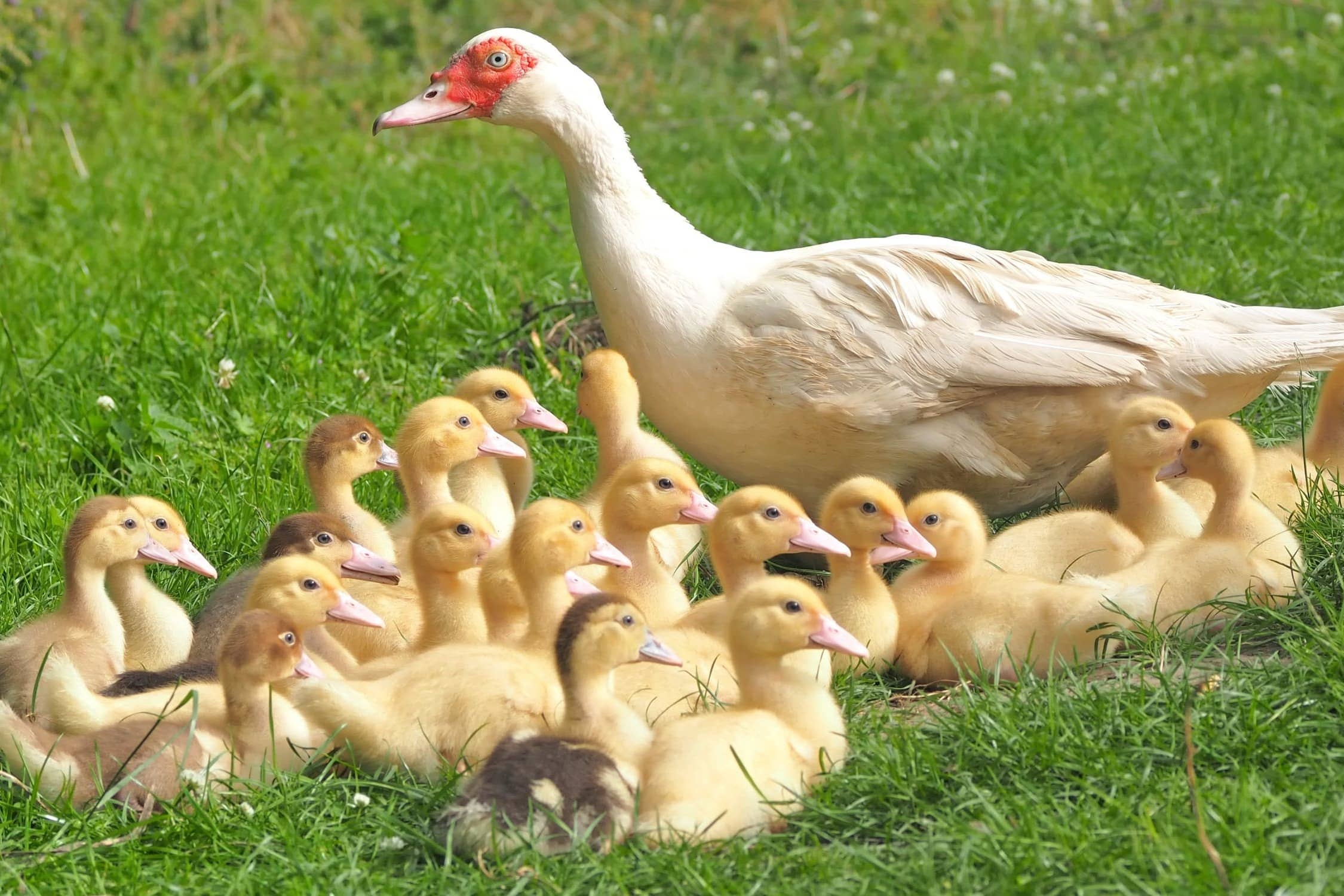 small ducklings with duck mother on the grass