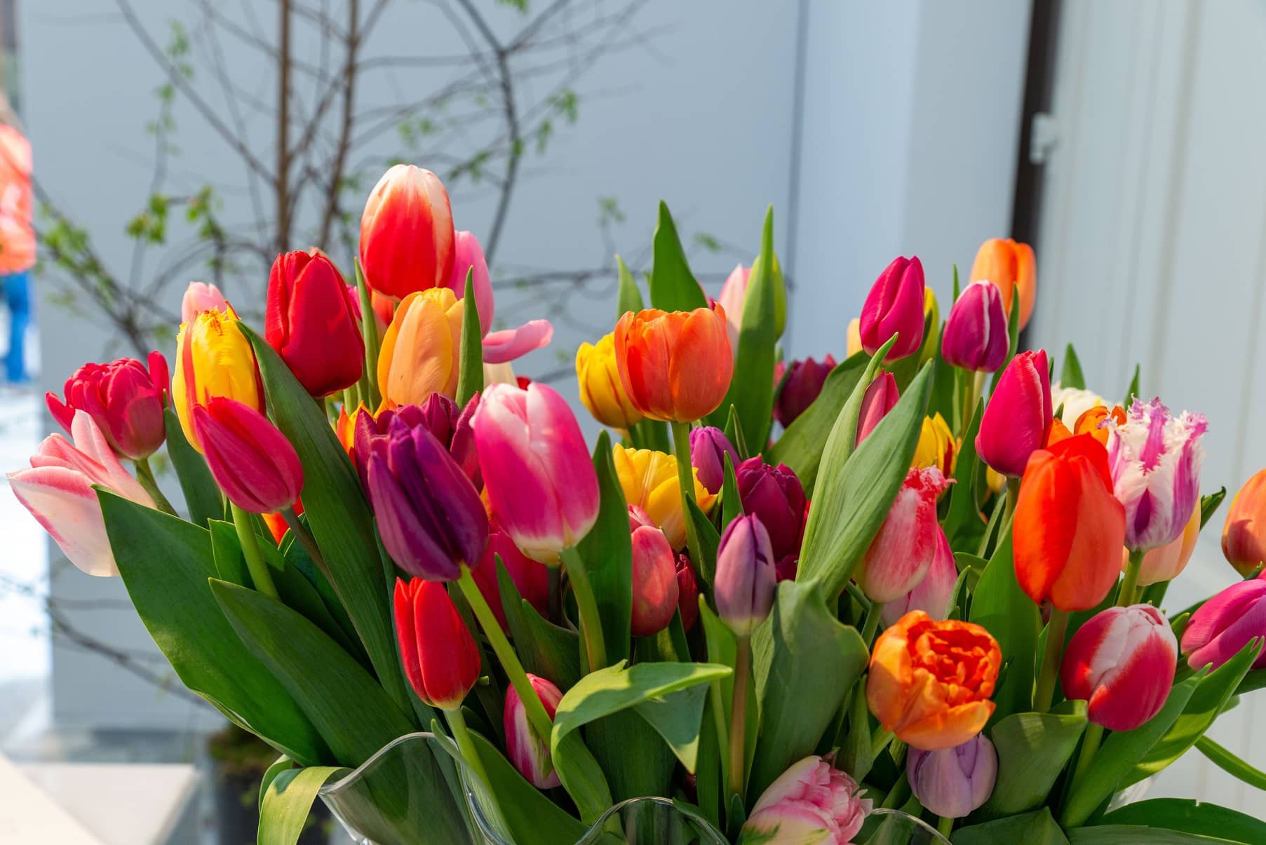 bosje tulpen