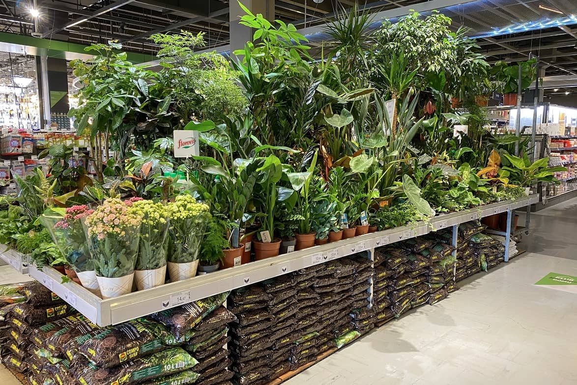 display with plants in a retail market