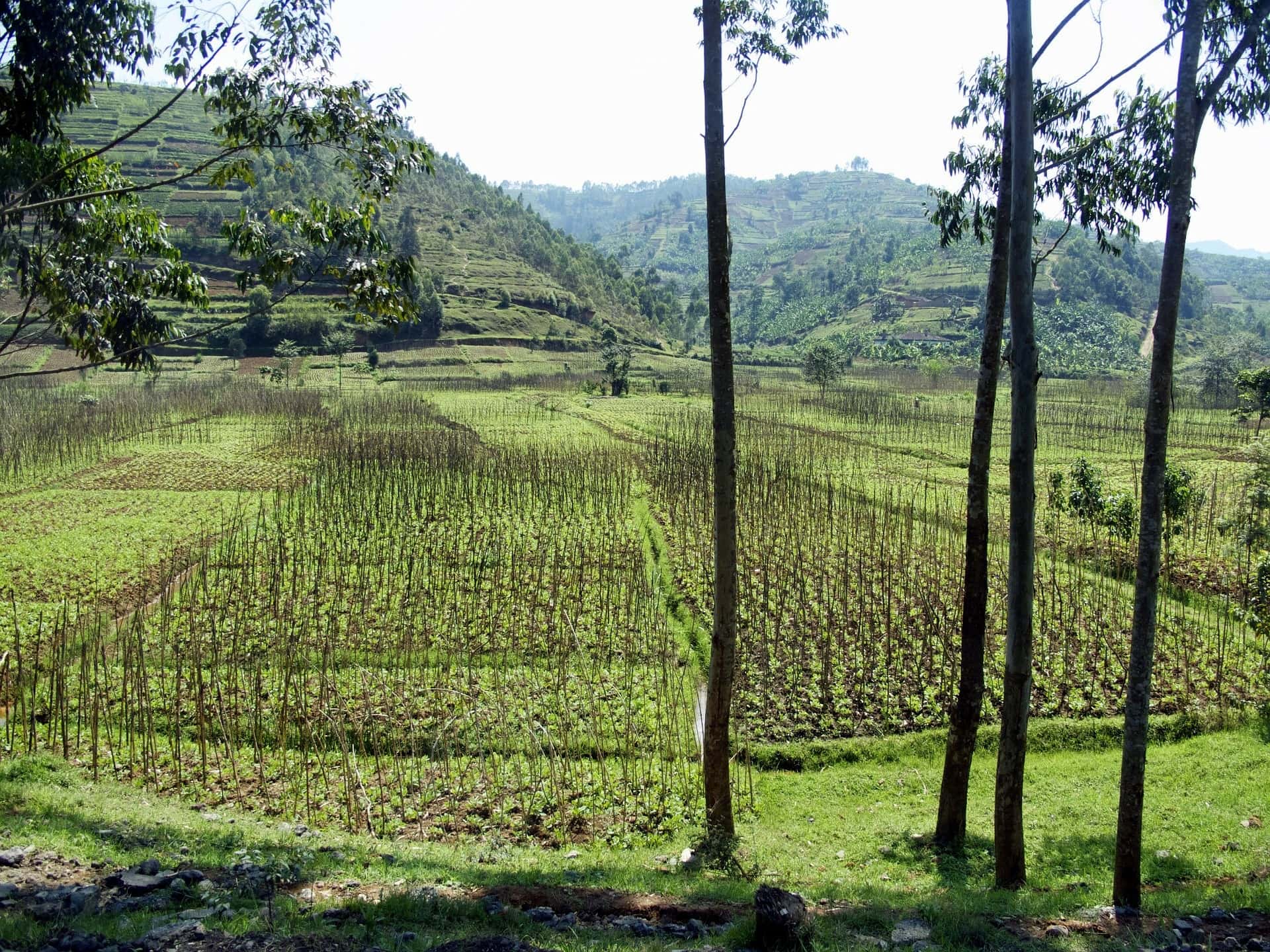 landscape in Rwanda