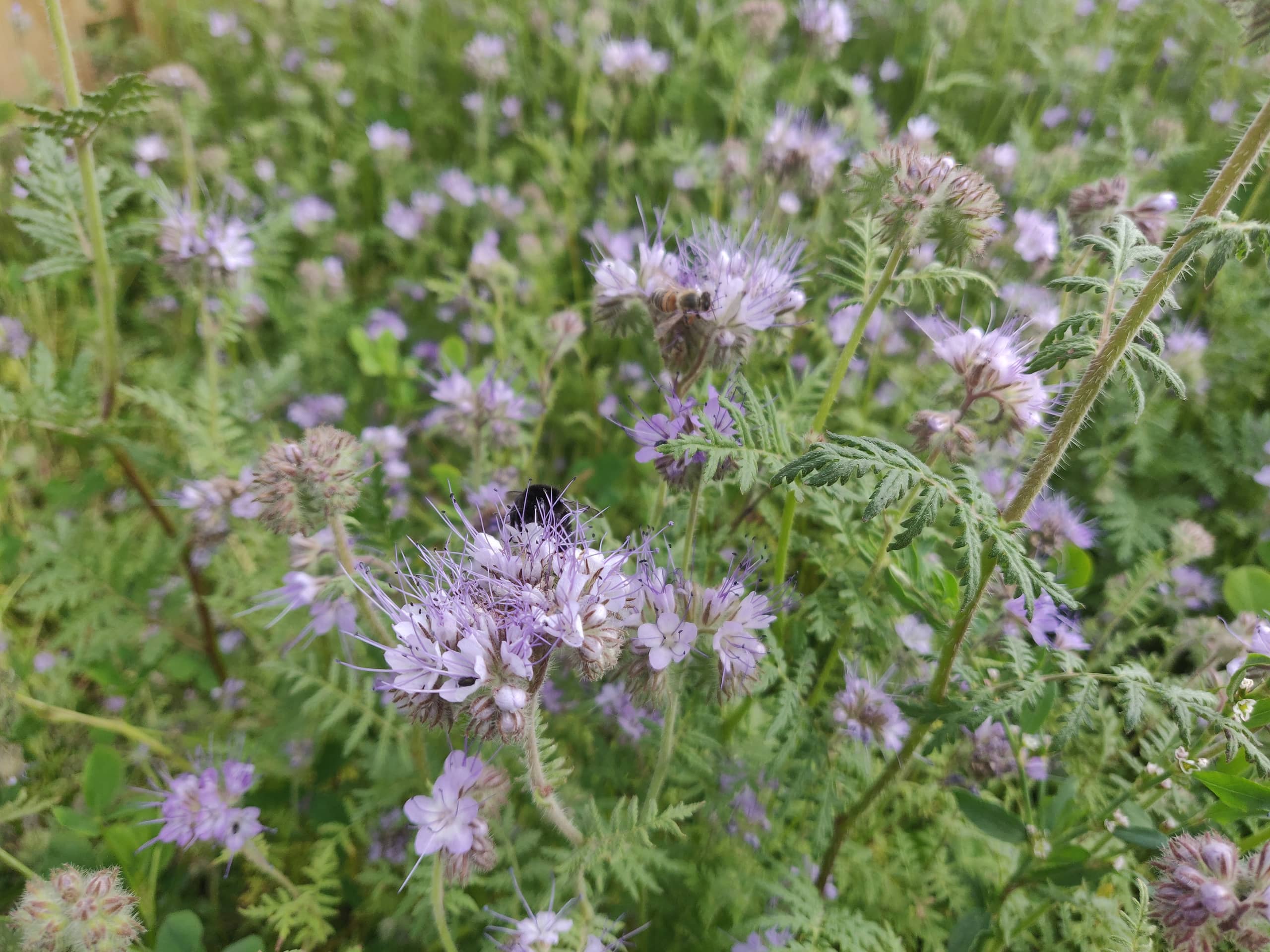 Phacelia