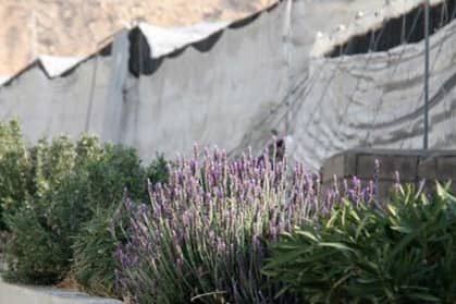 Groenstrook tussen de kassen