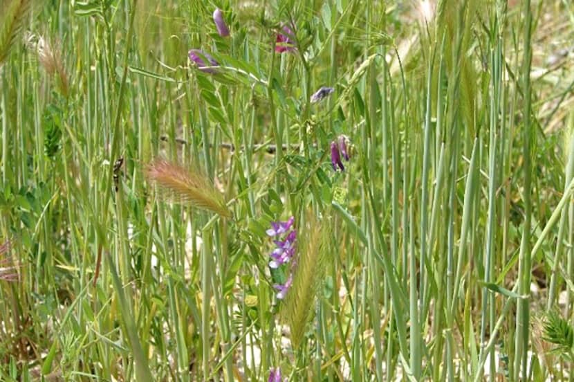 Detail van groenbemester