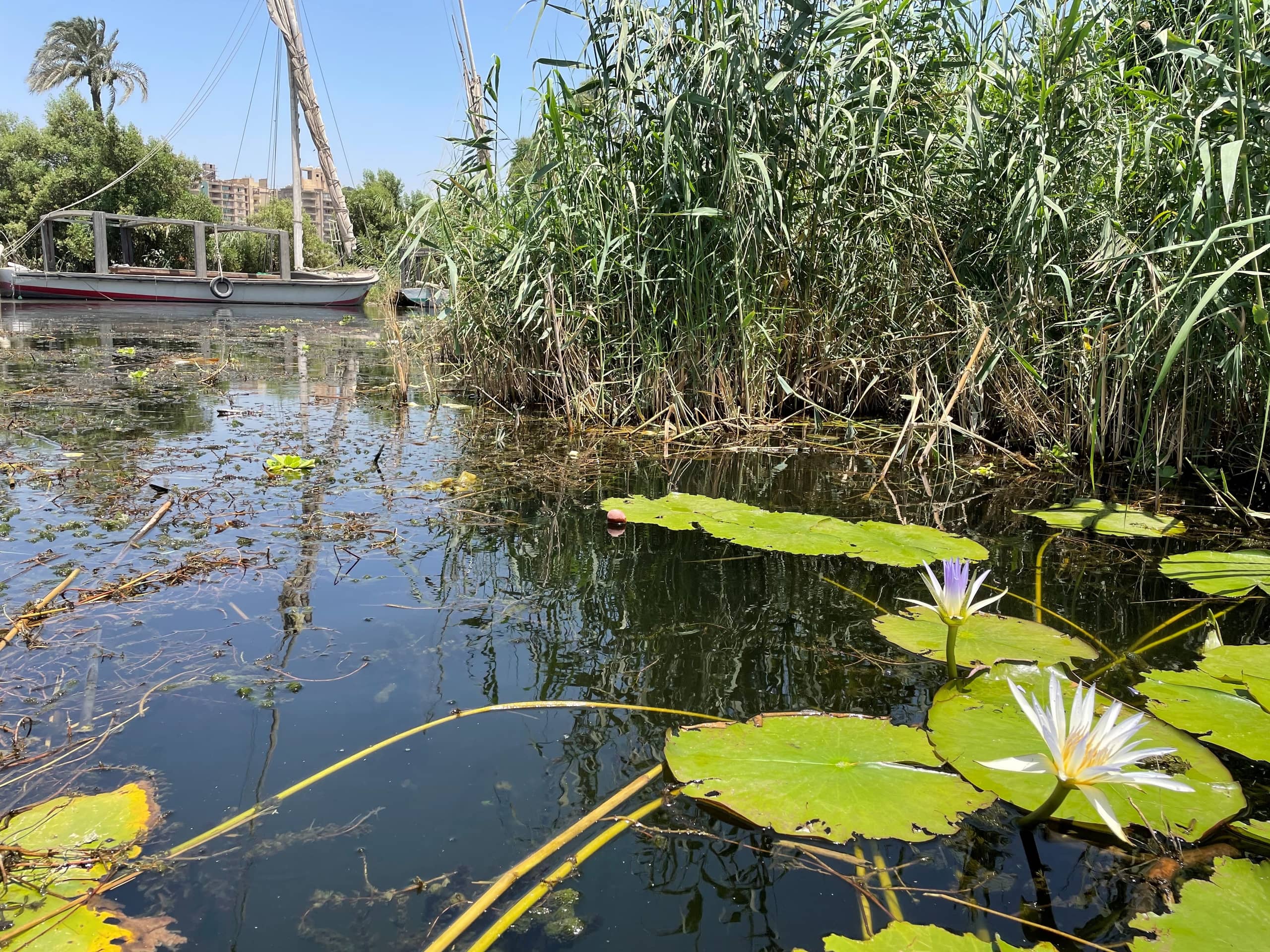 close up of lotus in river