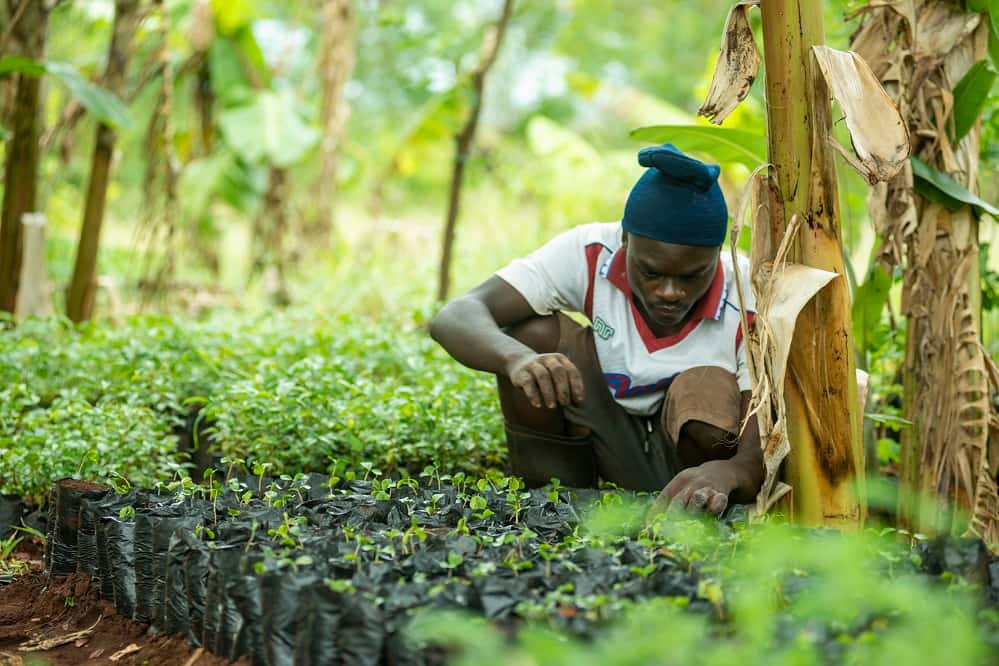 Farmer tending to plants