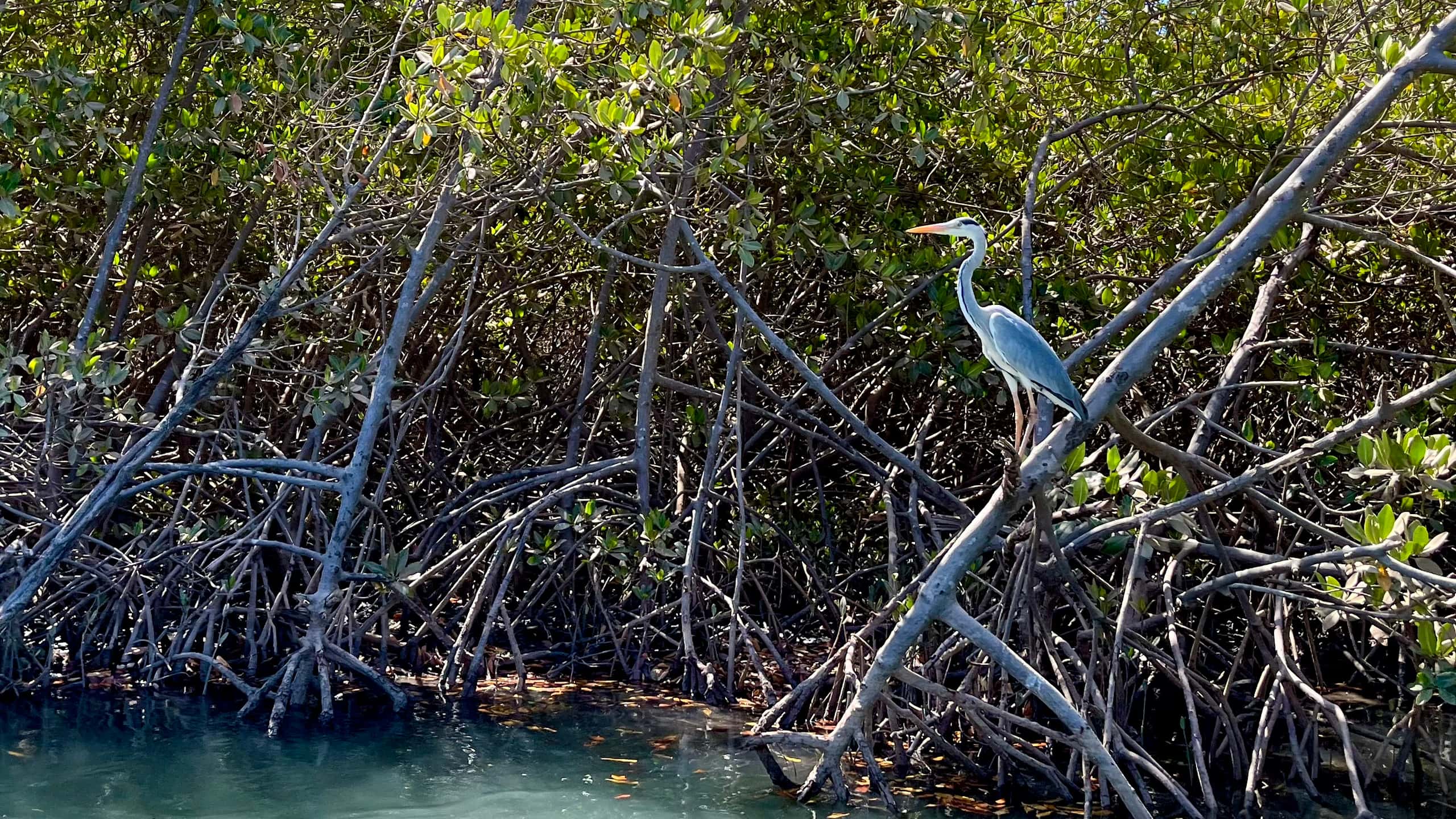 Gray heron in a mangrove ecosystem in Senegal