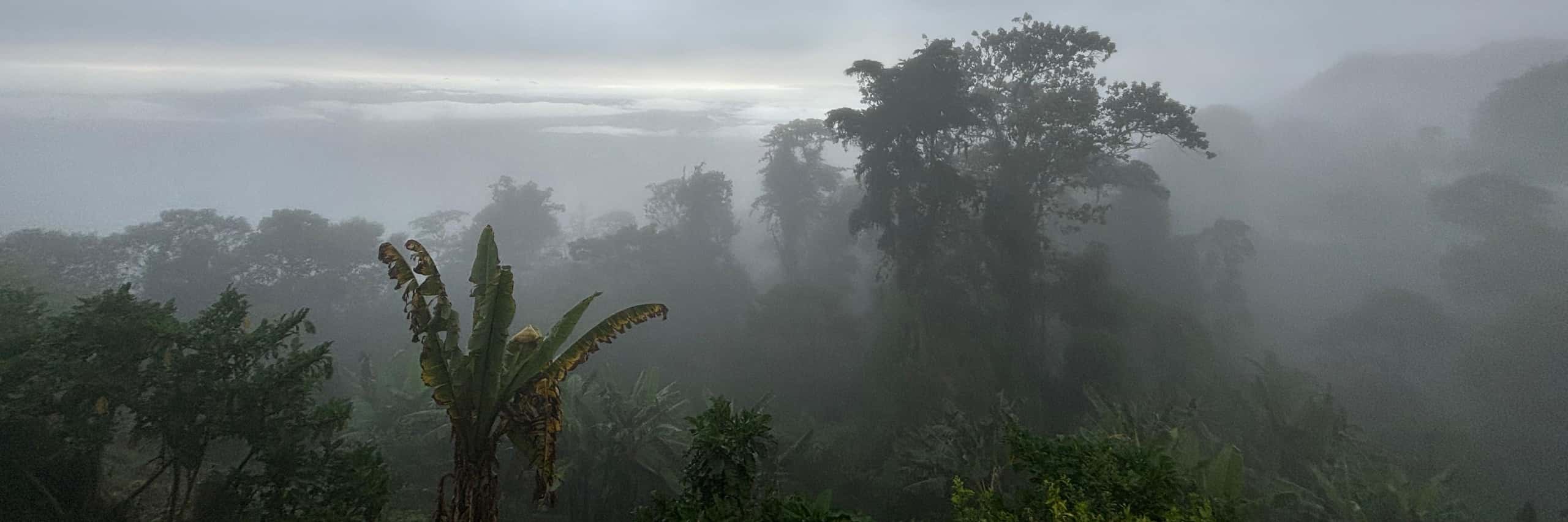 Canopy of trees with fog