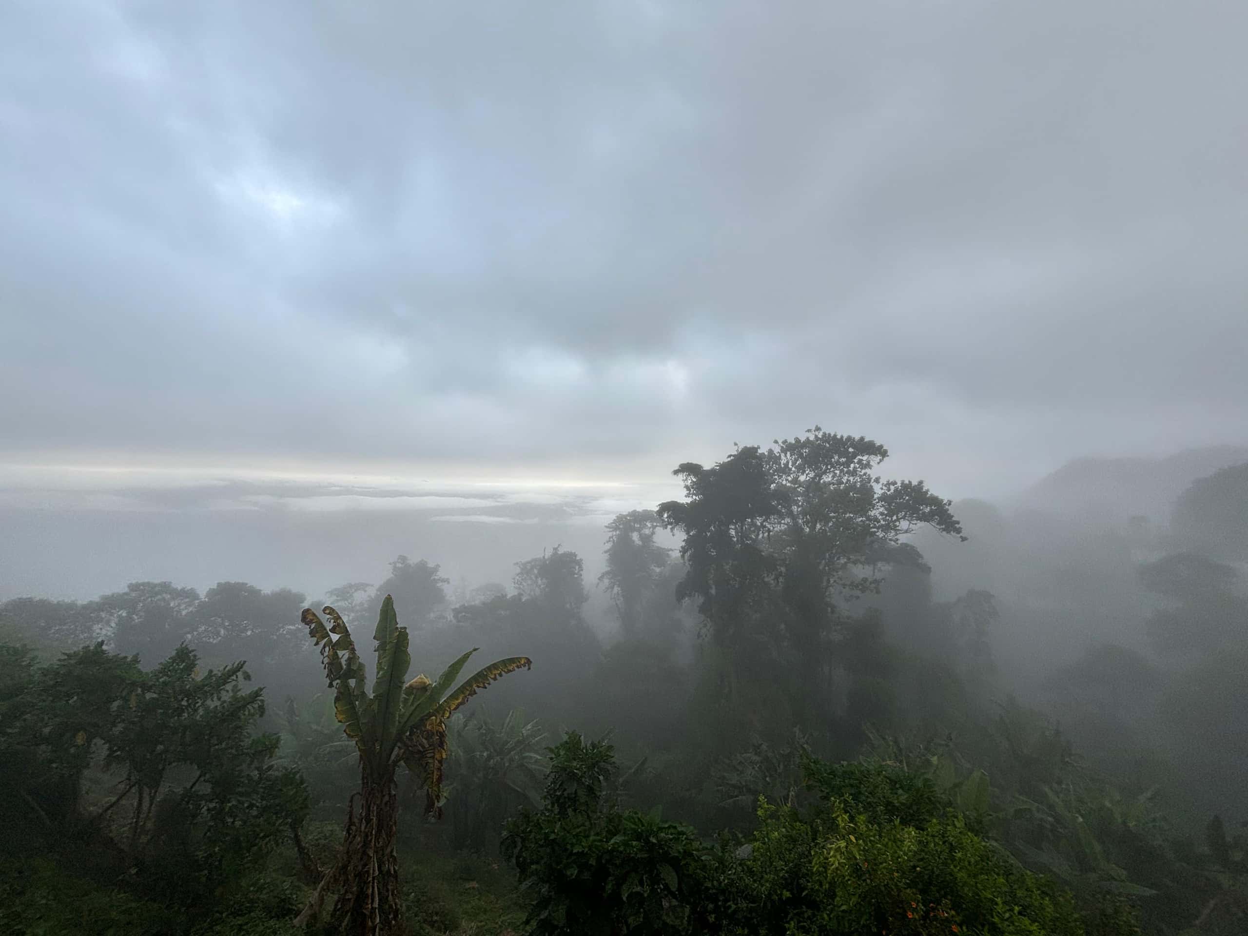 Canopy of trees with fog