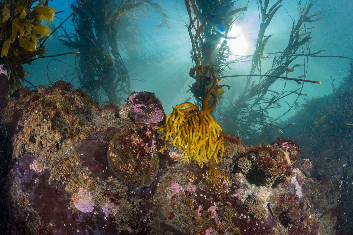 underwater image of algae on ocean floor