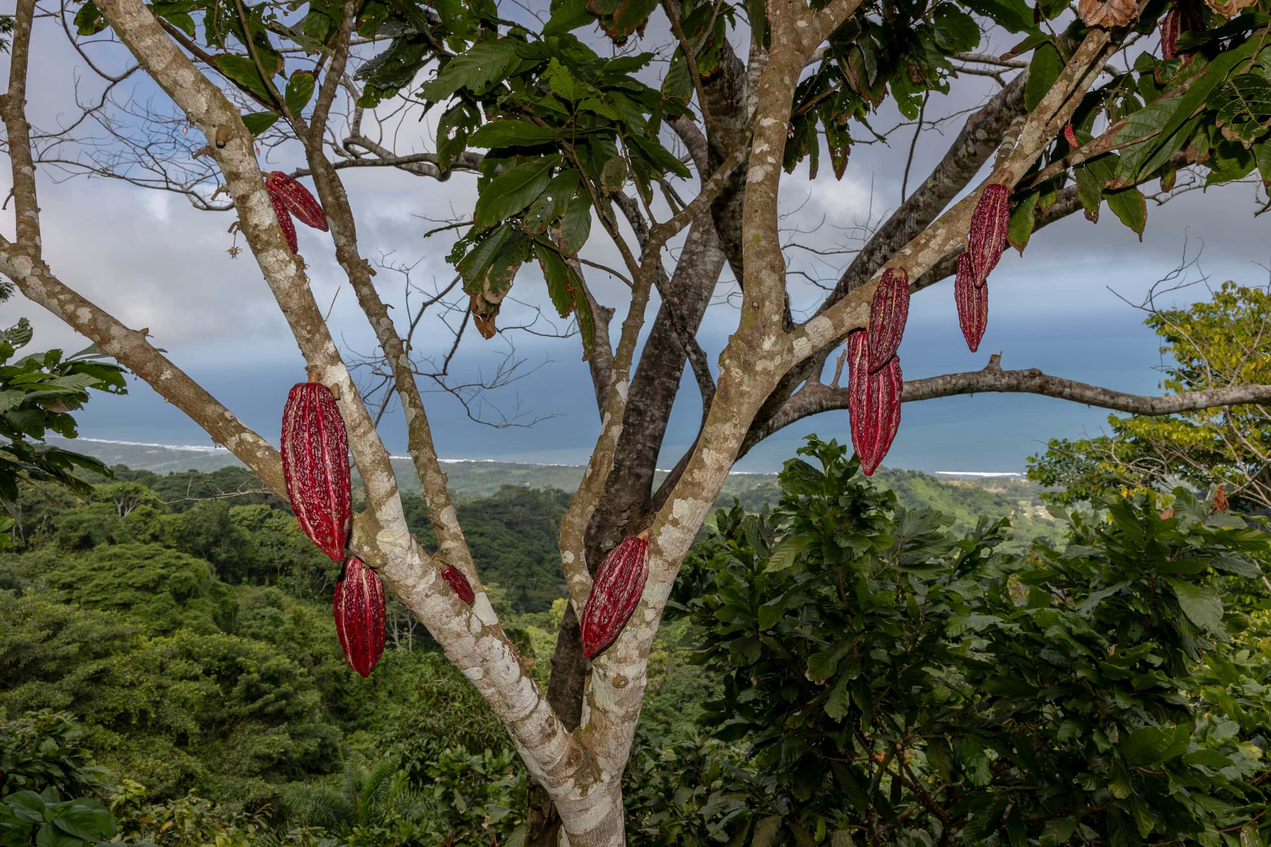 cocoa cultivation in the heart of Putumayo