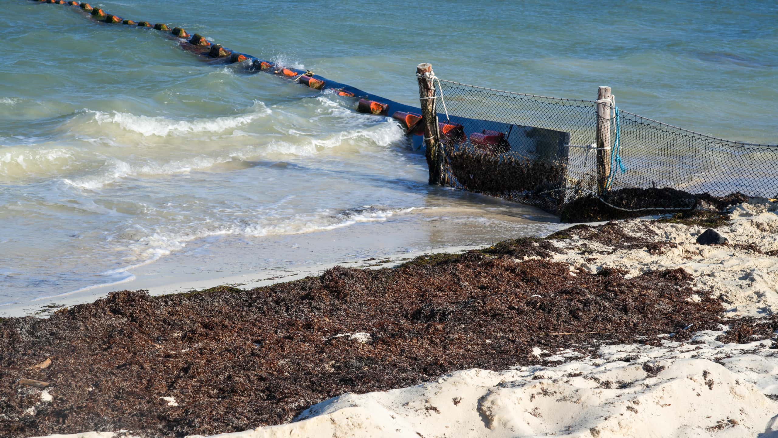 Sargassum at the beach