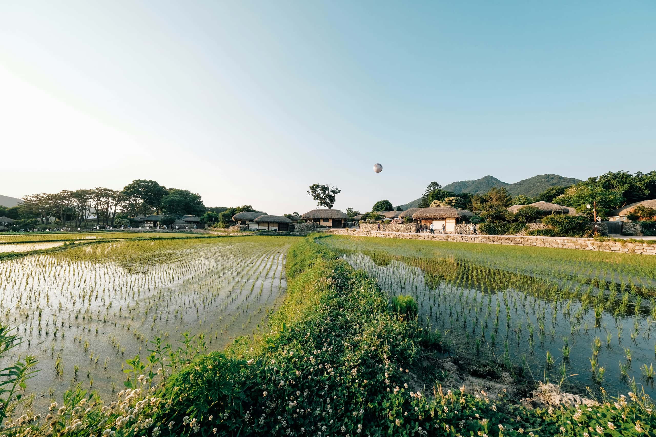 a wide shot of a traditional rice farm on the countryside of south korea