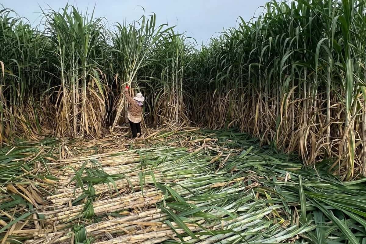 farmer manually harvesting fresh, unburned sugarcane