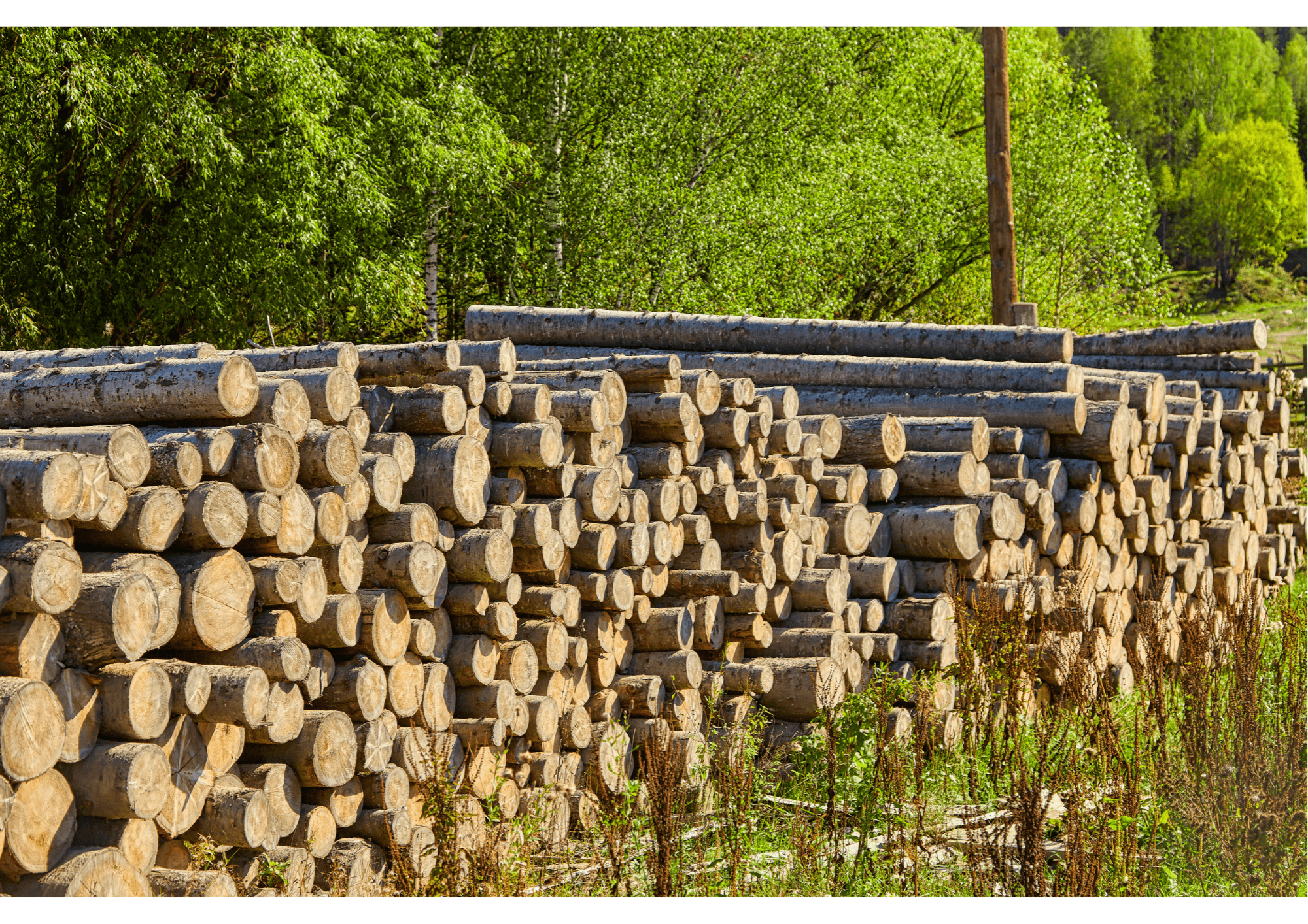 cut wood piled up