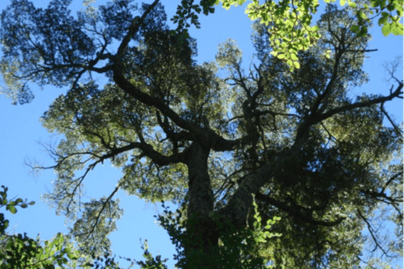 Pumalín National Park, Chile