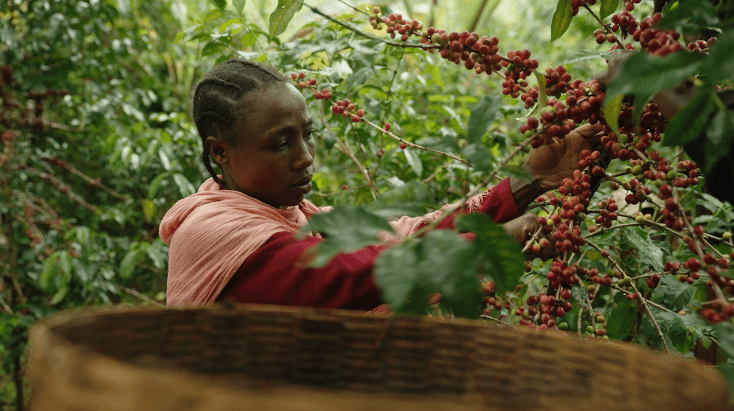 Female farmer grabbing coffee beans