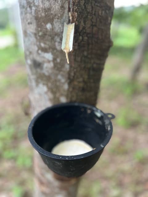 Rubber coming out of tree