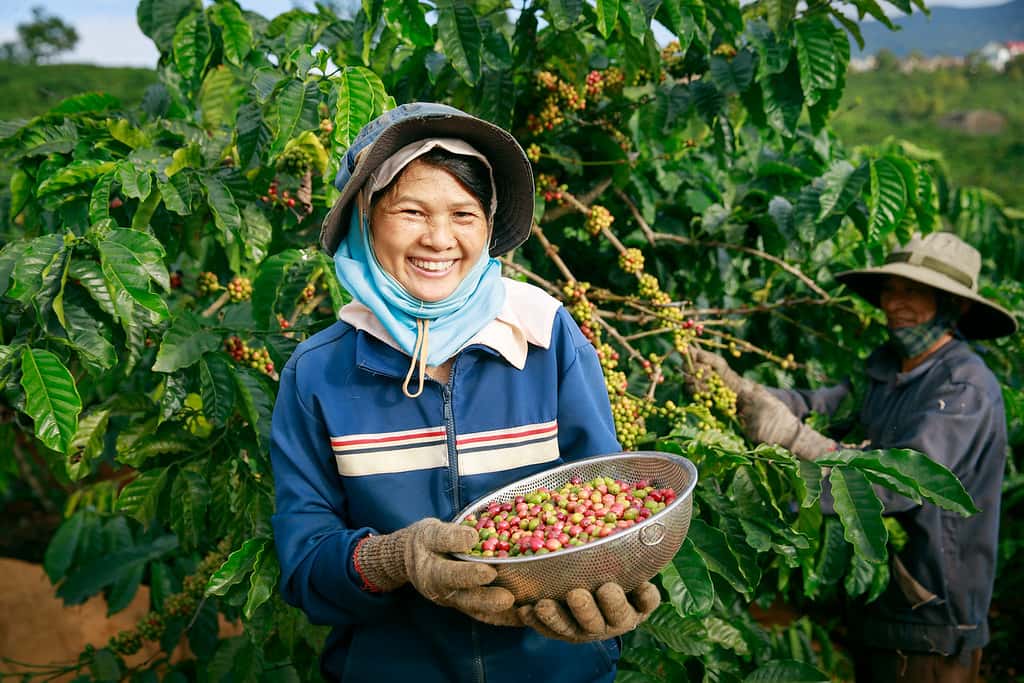 Farmer harvesting coffee