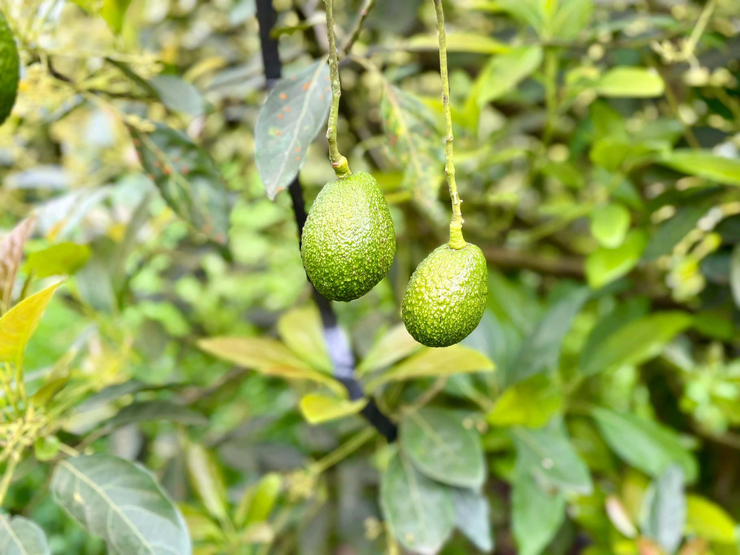 Avocado tree