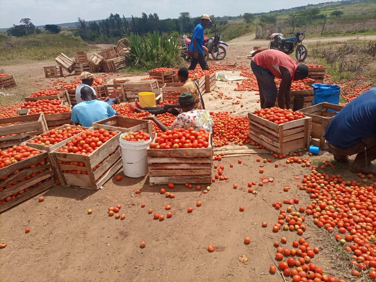 Tomatoes on the ground