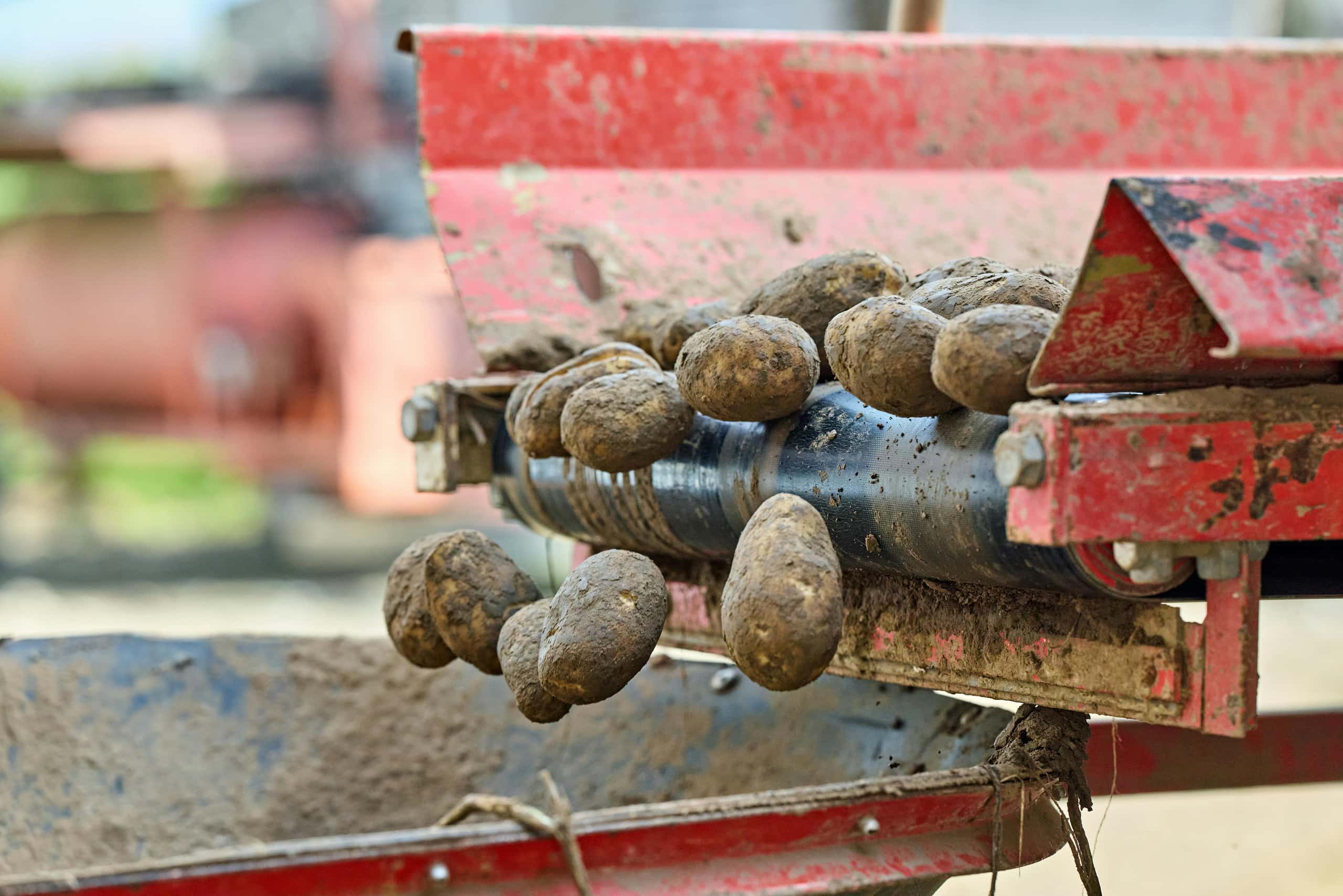 potatos rolling out of truck