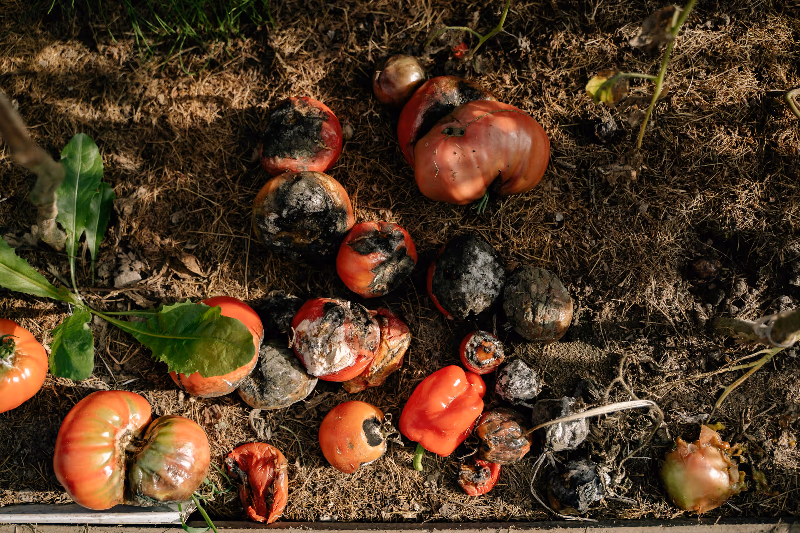Rotting fruit in soil