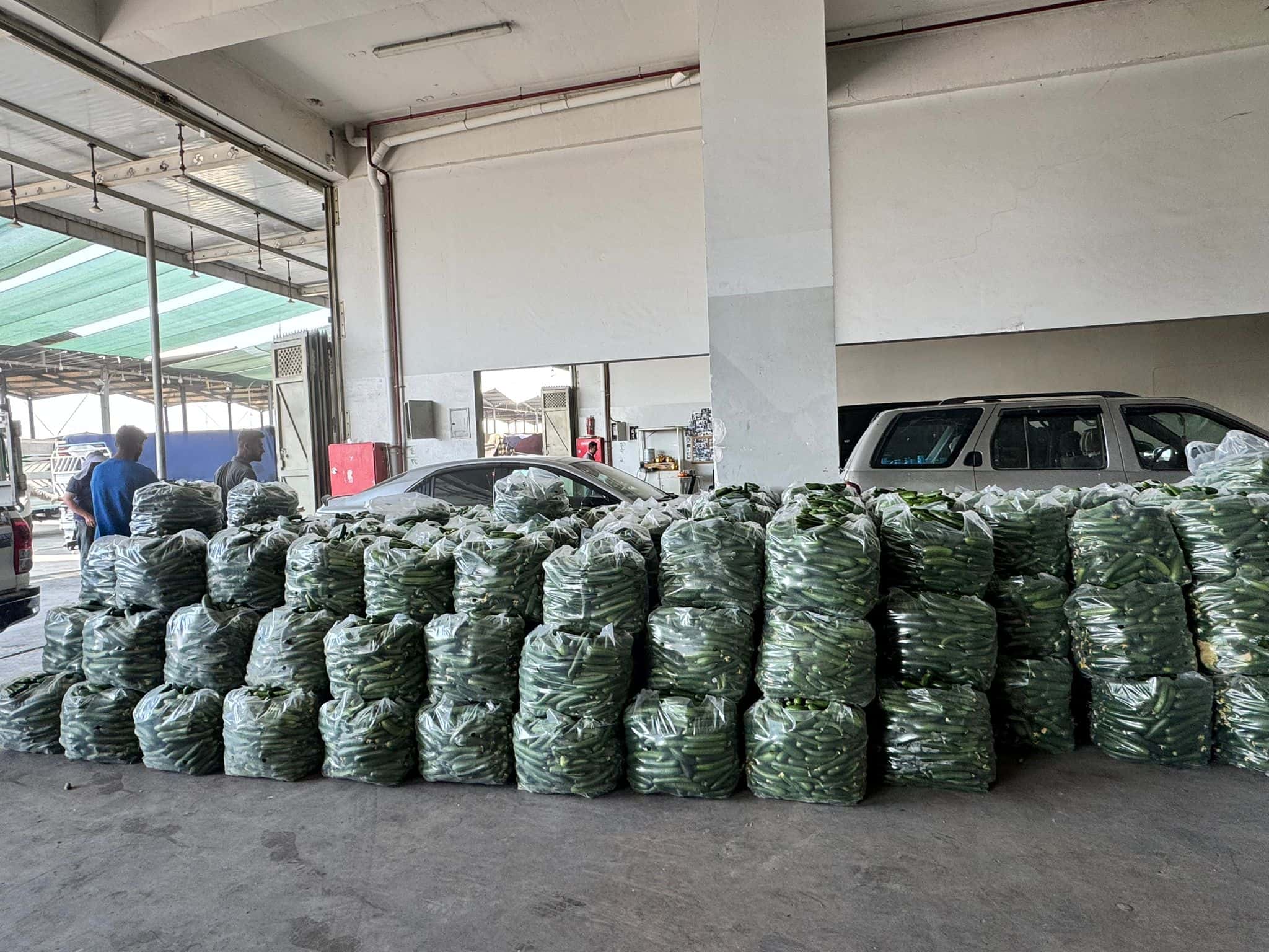 Cucumbers packed in plastic bags
