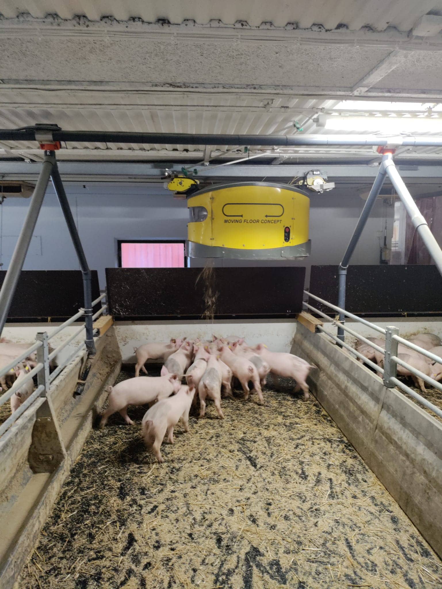 pigs gathered in the back of a pen on a farm in Scandinavia