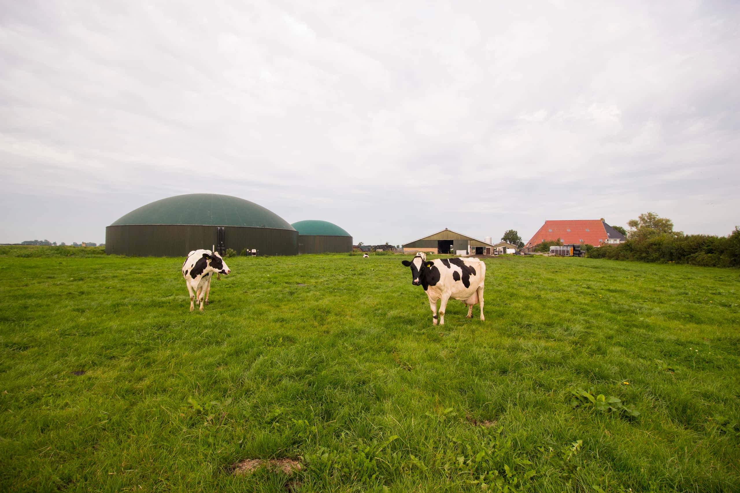 two cows on a green field with manure farming in the background