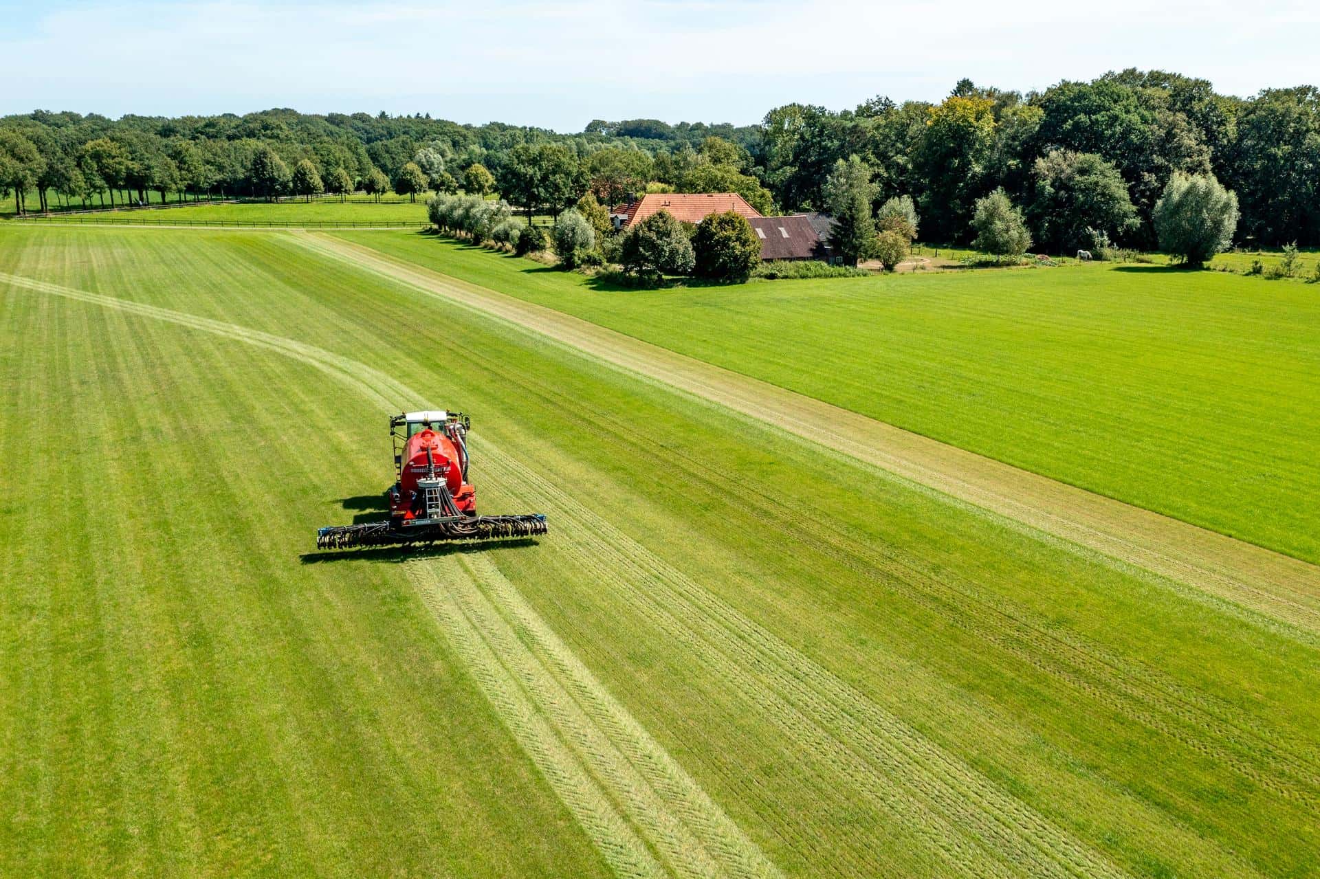 Chopping mown silage grass in a meadow