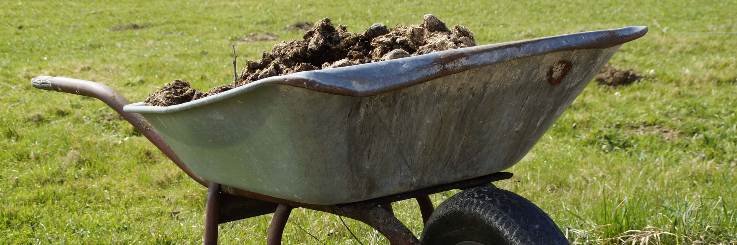 Manure on wheel barrow