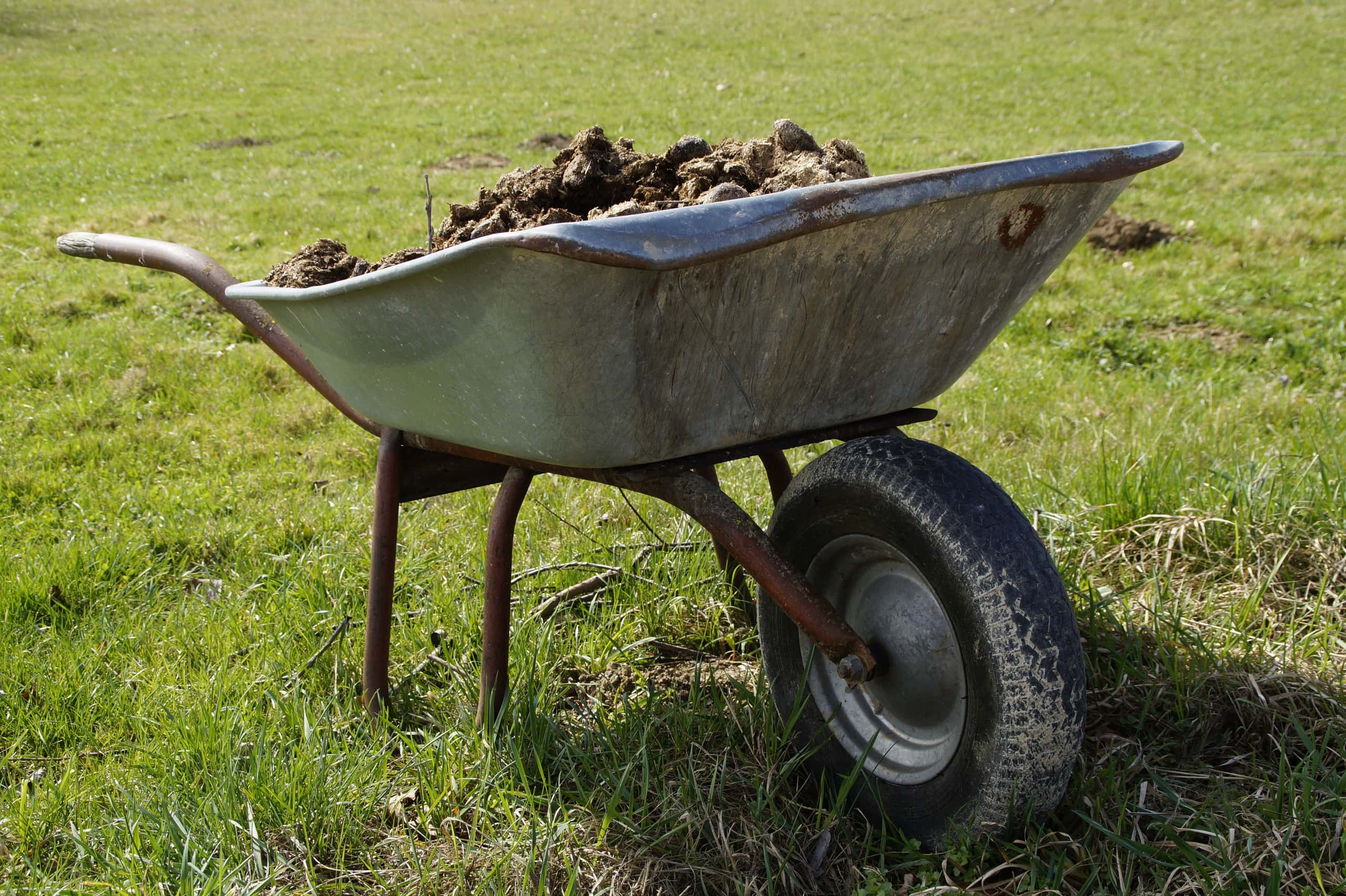 Manure on wheel barrow