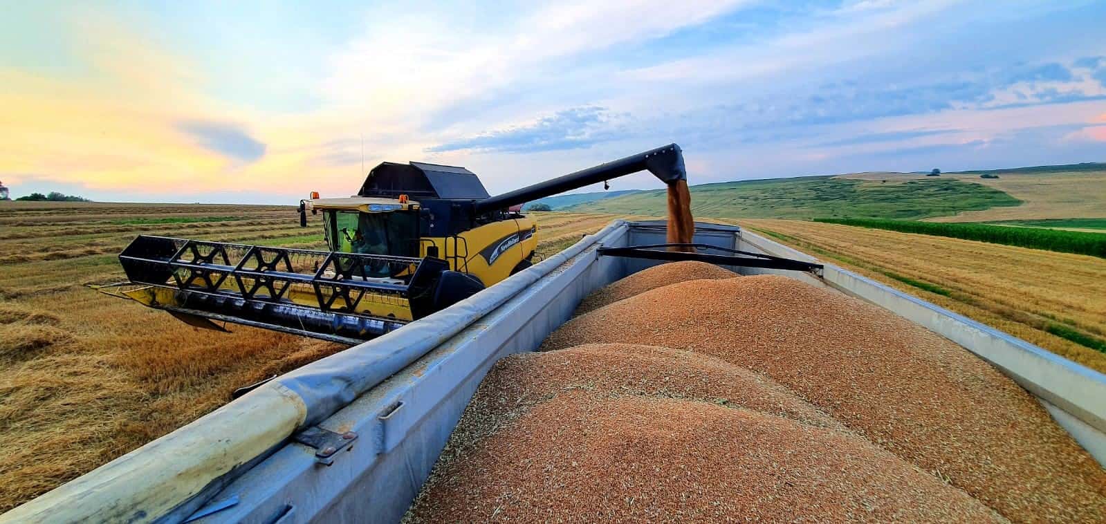 A large truck harvesting cereals