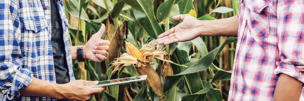 Farmers point at crops
