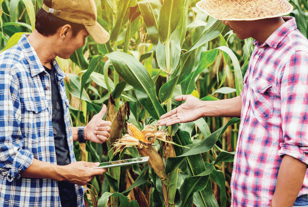 Farmers point at crops