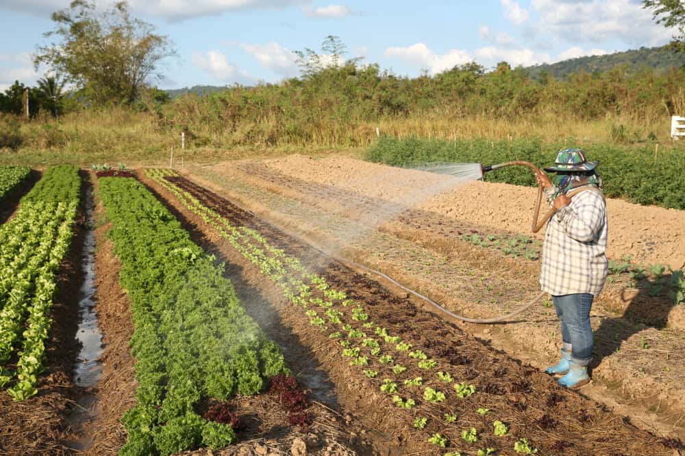 Field with farmer watering crops