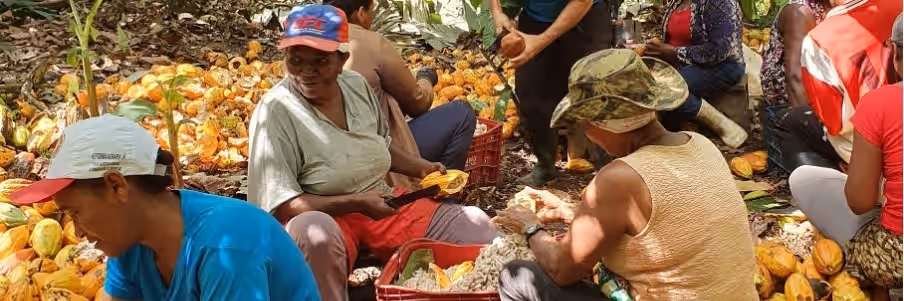 Families harvesting cacao at the communally managed cabruca plantation in the municipality of Dois Riachões (BA).