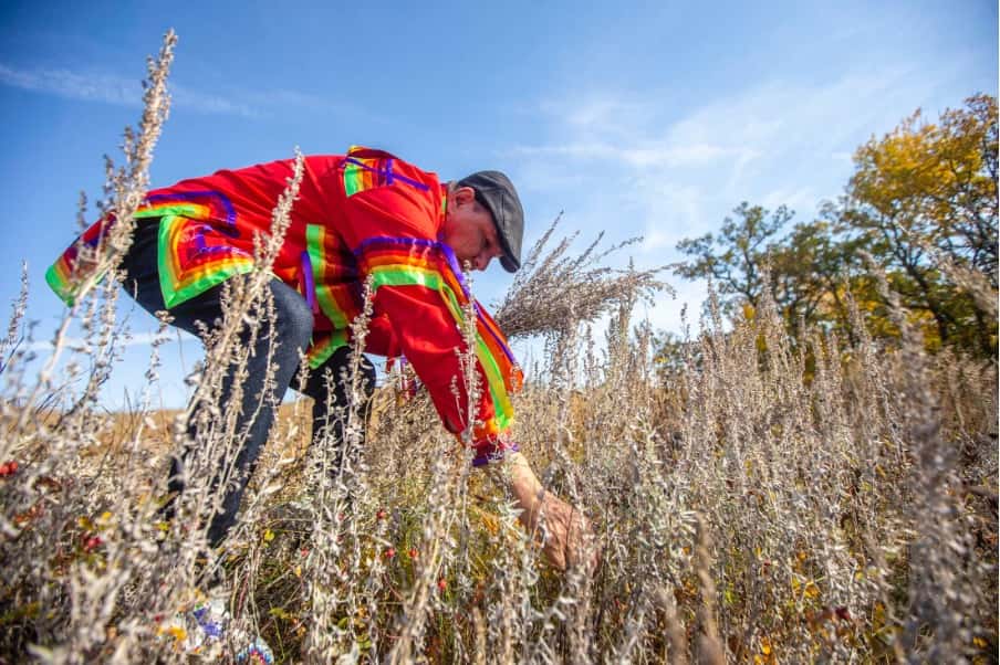 person in colorful clothing picking plants from a field
