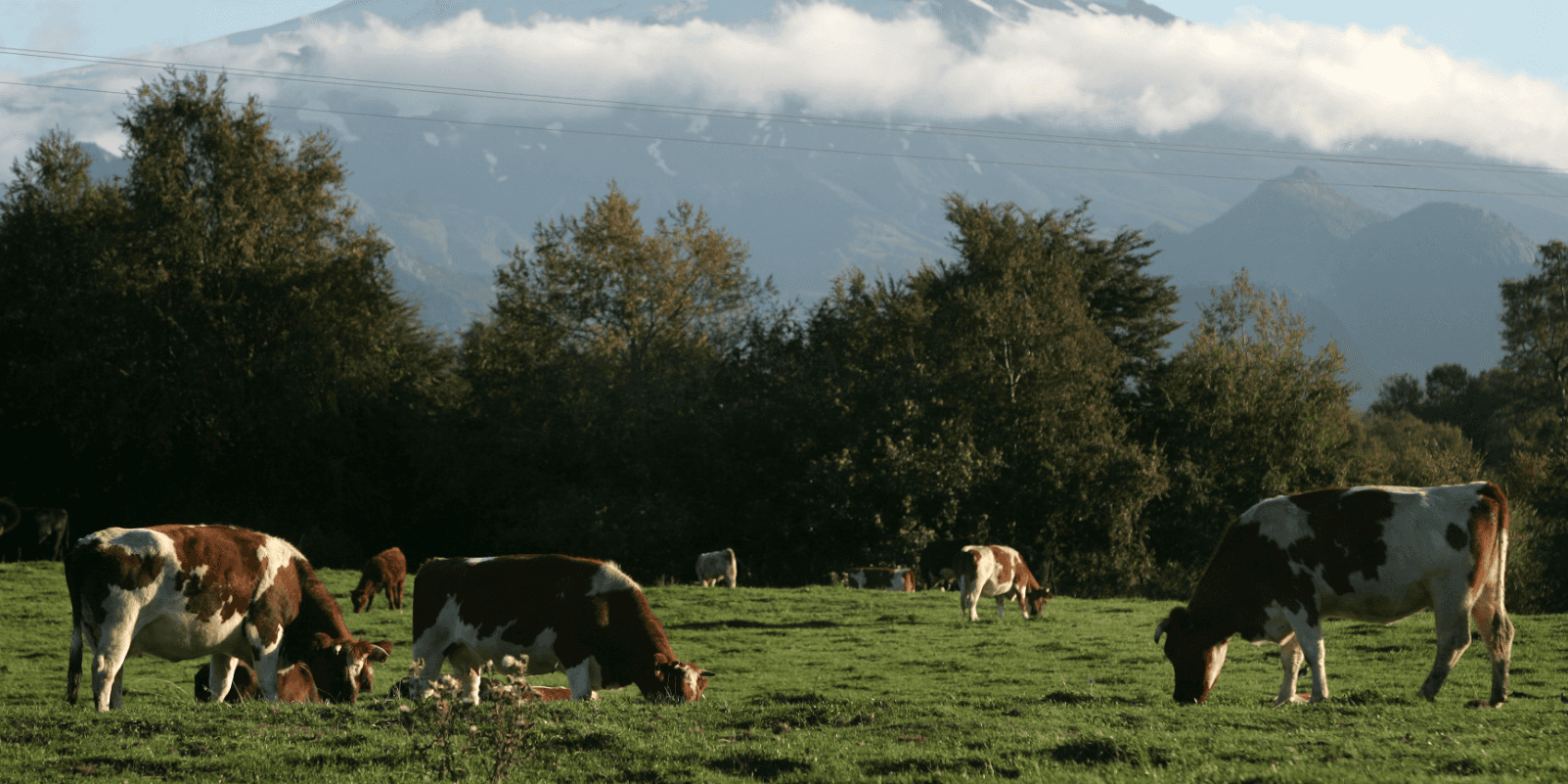 cows grazing outside