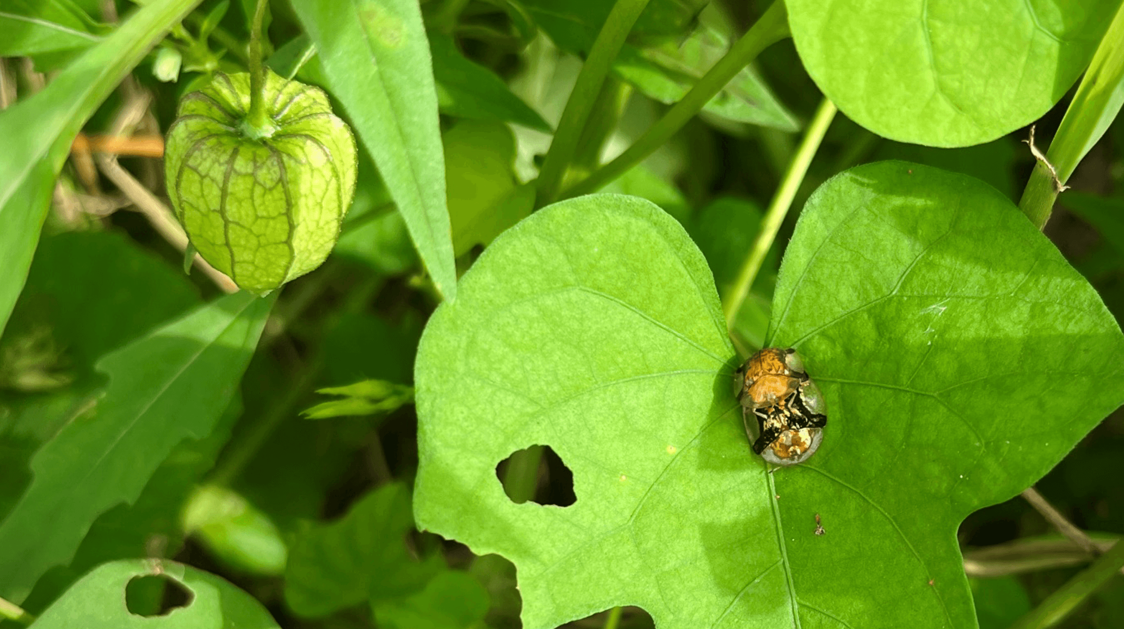 a bug on a leaf