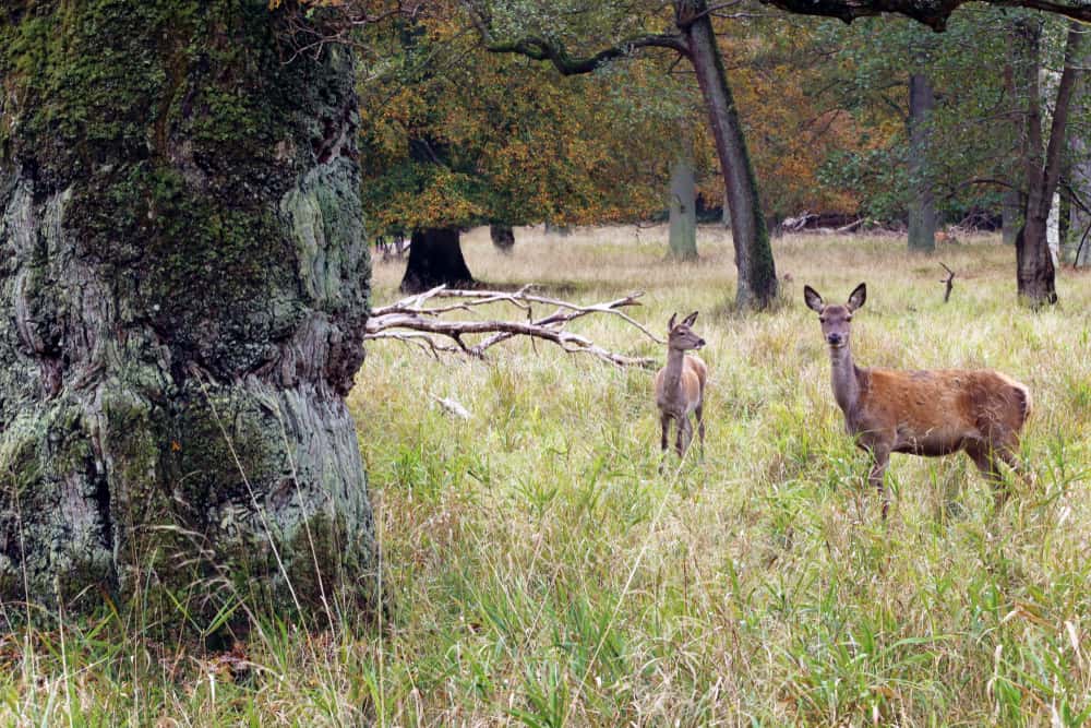 two deer in a field