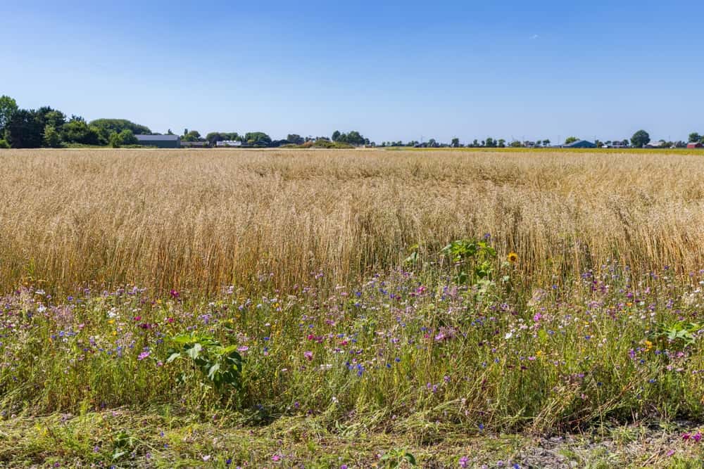 Nature inclusive agriculture with wild flowers borders along oats field in North Holland