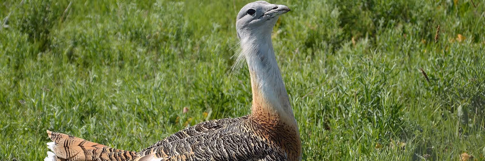 The great bustard