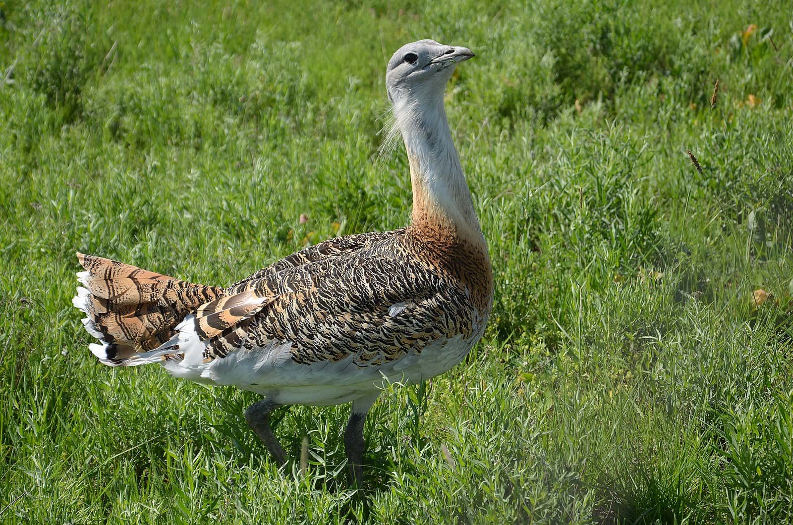 The great bustard