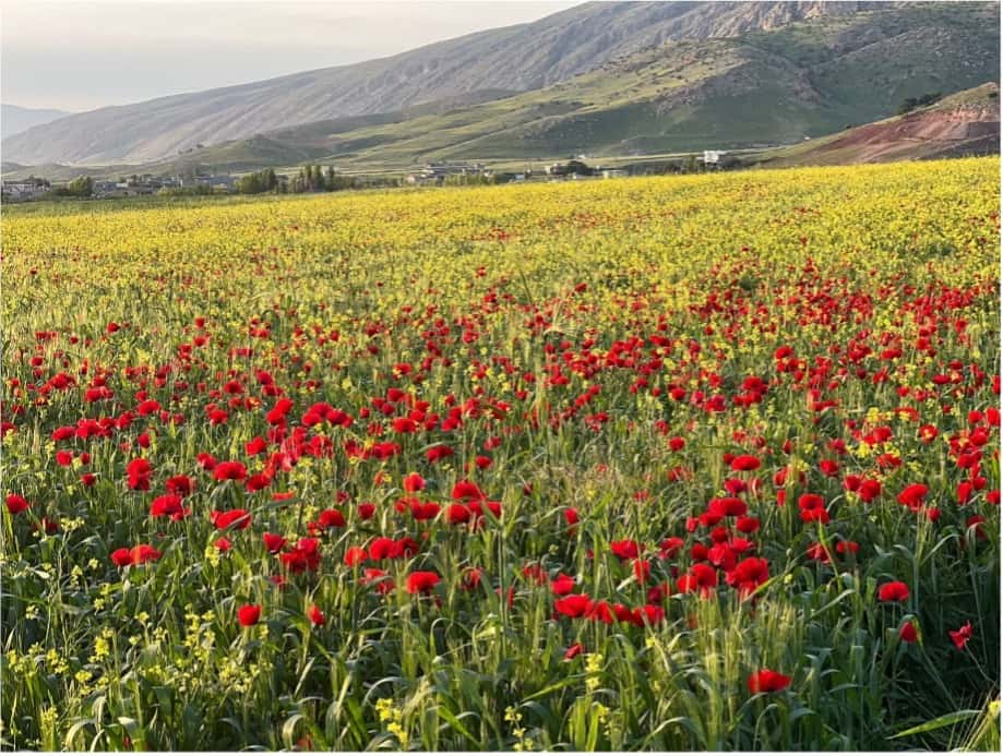 Flower field in Iraq